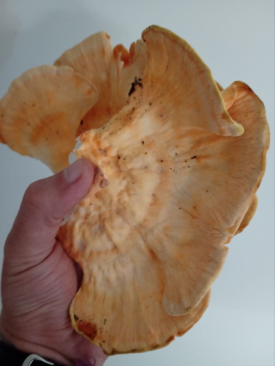 A large yellow-orange fungus with overlapping shelves held in the author’s hand.