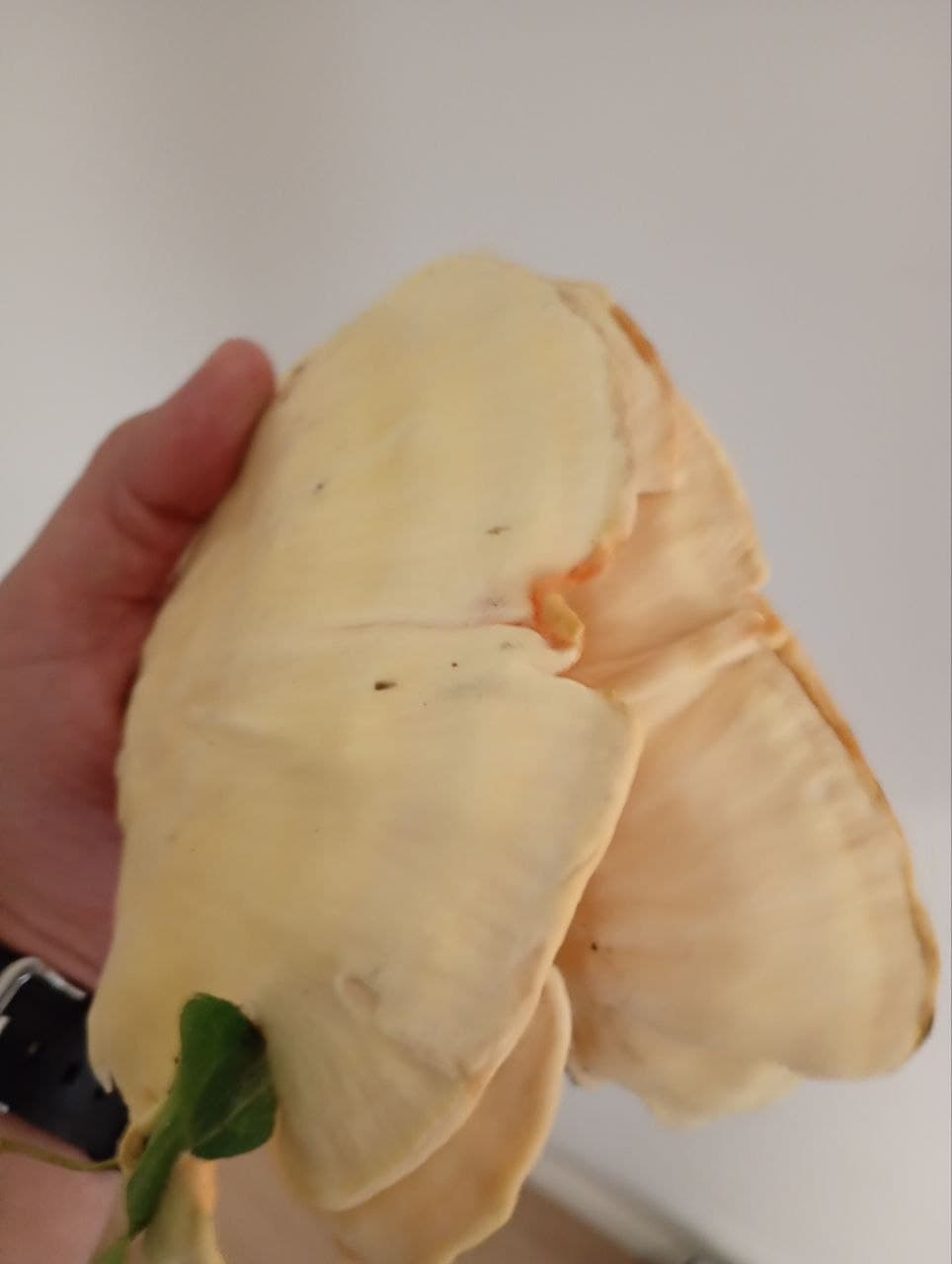 Pale underside of one of the fungi found during the walk in Nantes.
